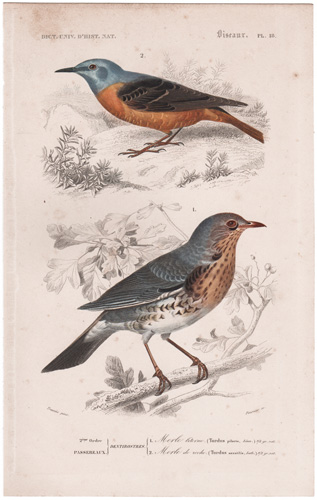 Fieldfare, Rock Thrush